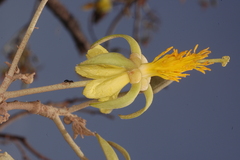 Eriolaena quinquelocularis